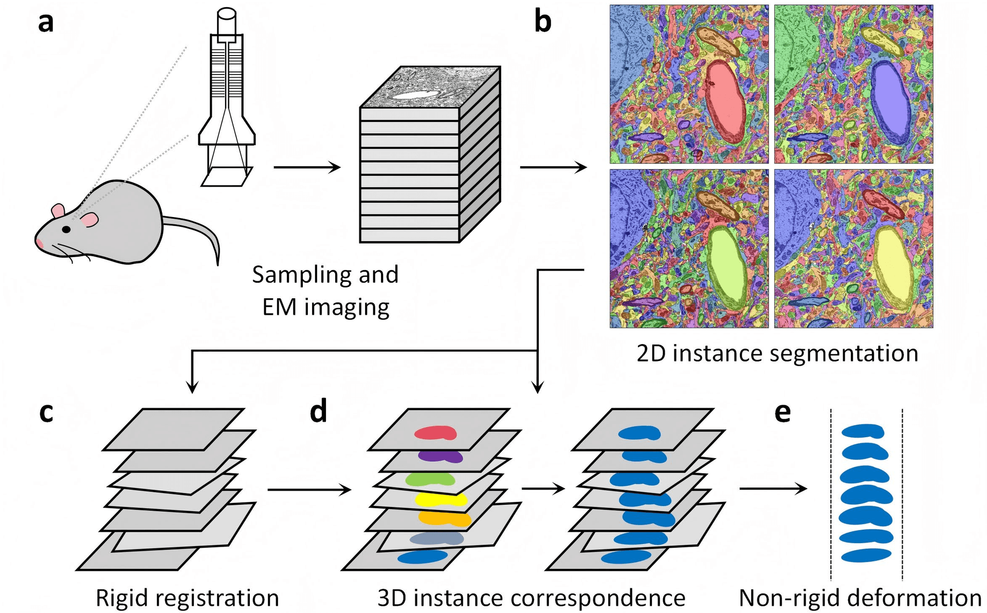 Electron microscopy connectomics image placeholder