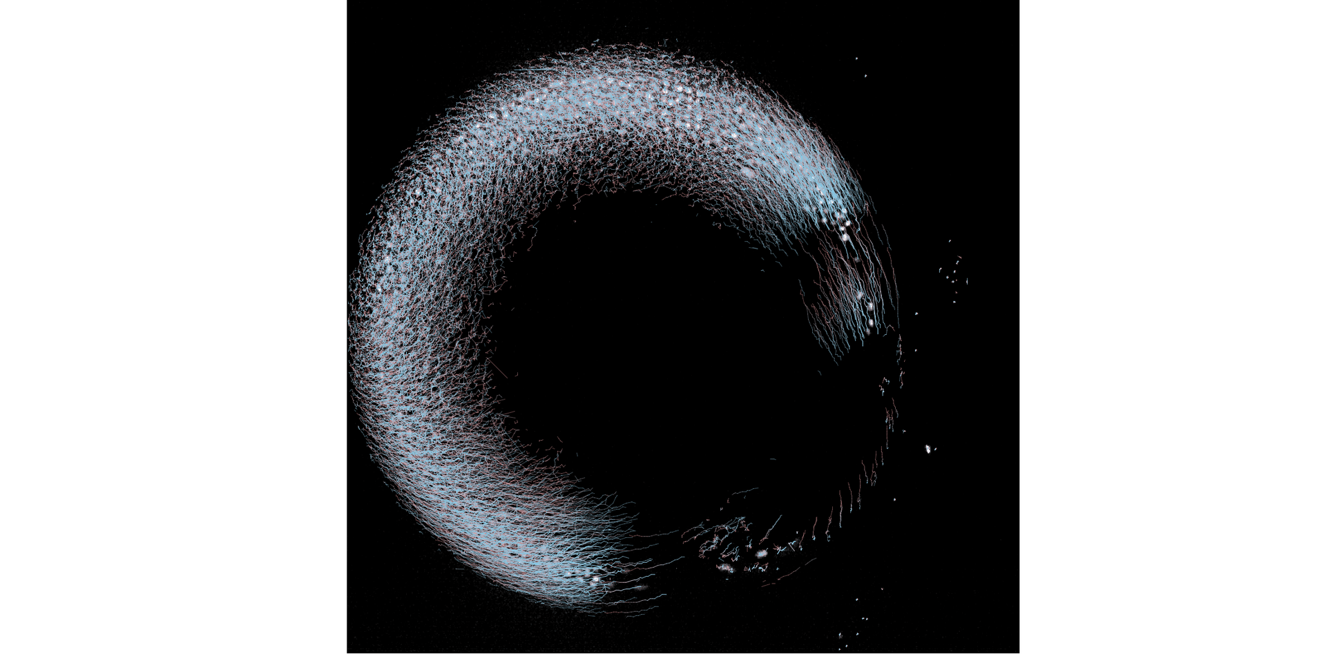 ITEC whole-embryo cell tracking workflow